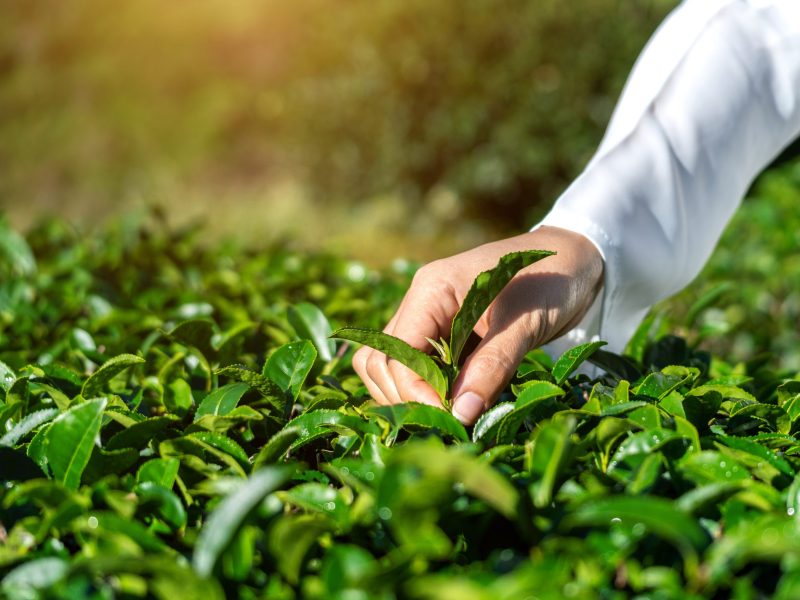 Woman picking tea leaves by hand in green tea farm.